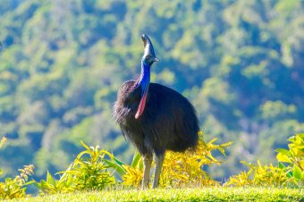 Southern Cassowary, Daintree National Park © FNQ Nature Tours