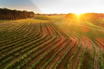 LEEUWIN ESTATE vineyard at dawn © Leeuwin Estate