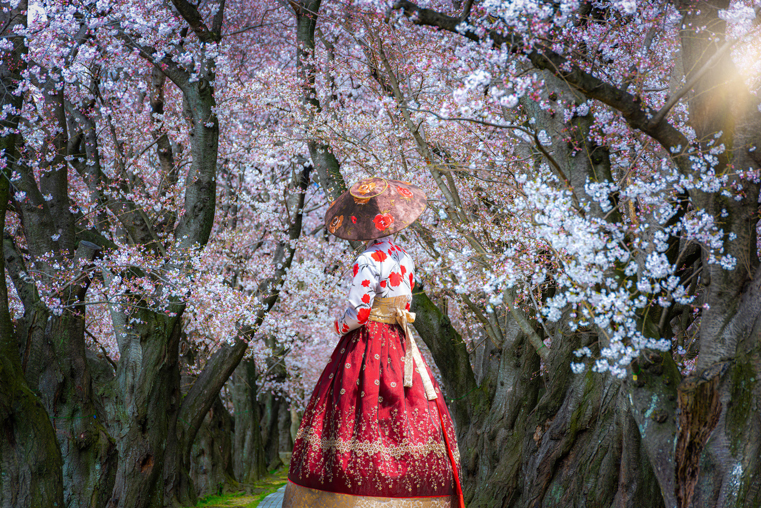 Ride the K-Wave: Discover South Korea’s Chic Cherry Blossom Getaway