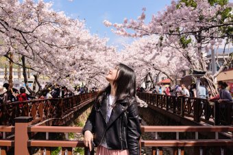 Jinhae Cherry Blossom Festival, 1-day tour from Seoul or Busan to witness the stunning cherry blossoms © Klook