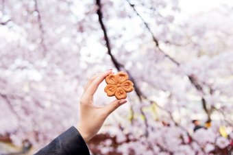 Jinhae Cherry Blossom Festival, exclusive sweet petal-shaped cake © Klook