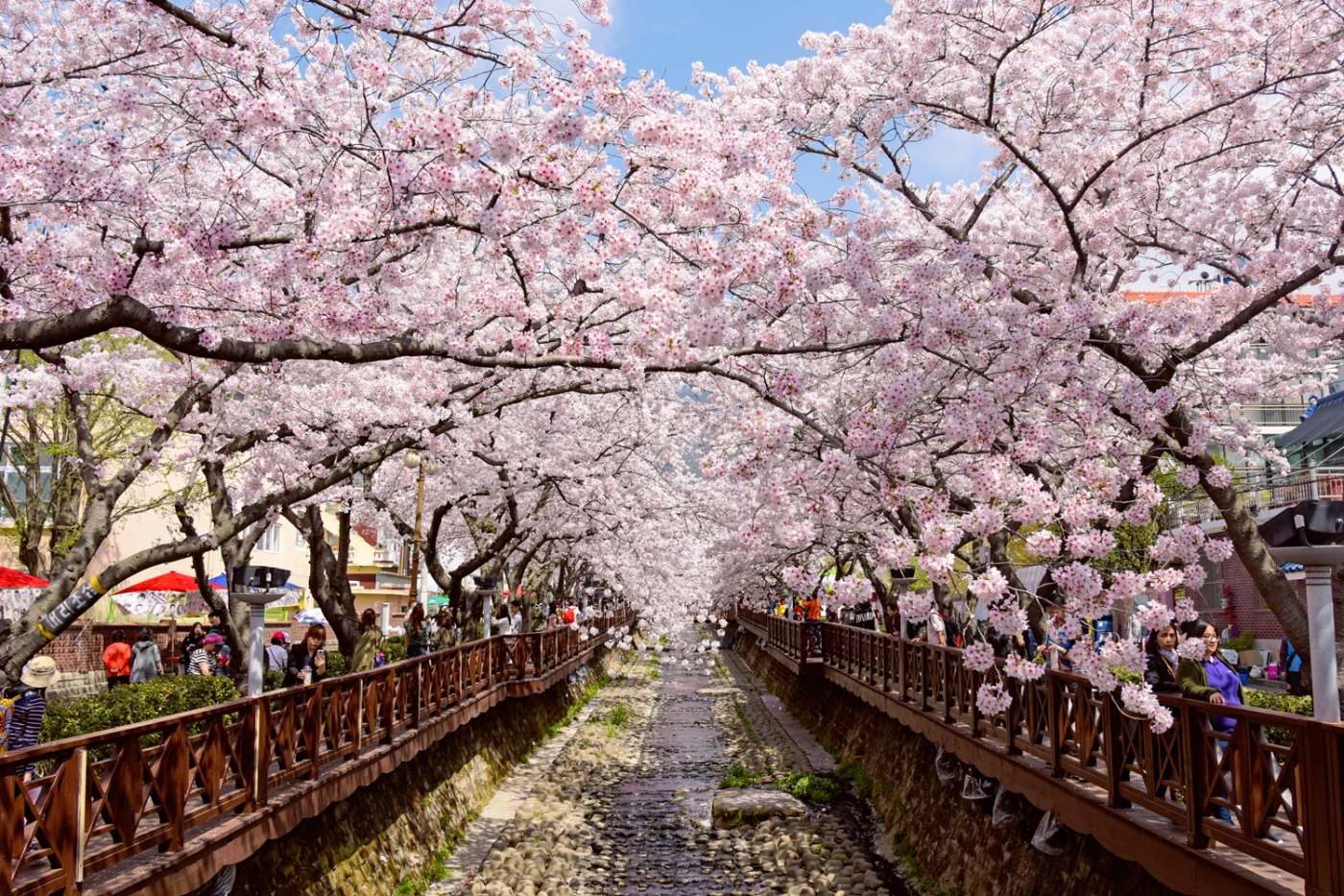 Jinhae Cherry Blossom Festival, the most significant Sakura celebrations, attracting millions annually © Klook