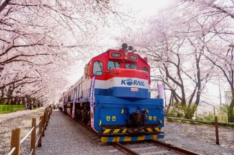 Korea Rail Pass, unlimited train rides over 600 stations, operated by South Korea's leading railway provider, KORAIL © Klook