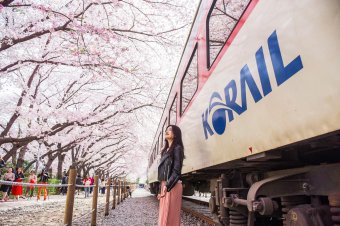 Leverage the Korea Rail Pass to make your cherry blossom chase not only enchanting but also economically savvy © Klook
