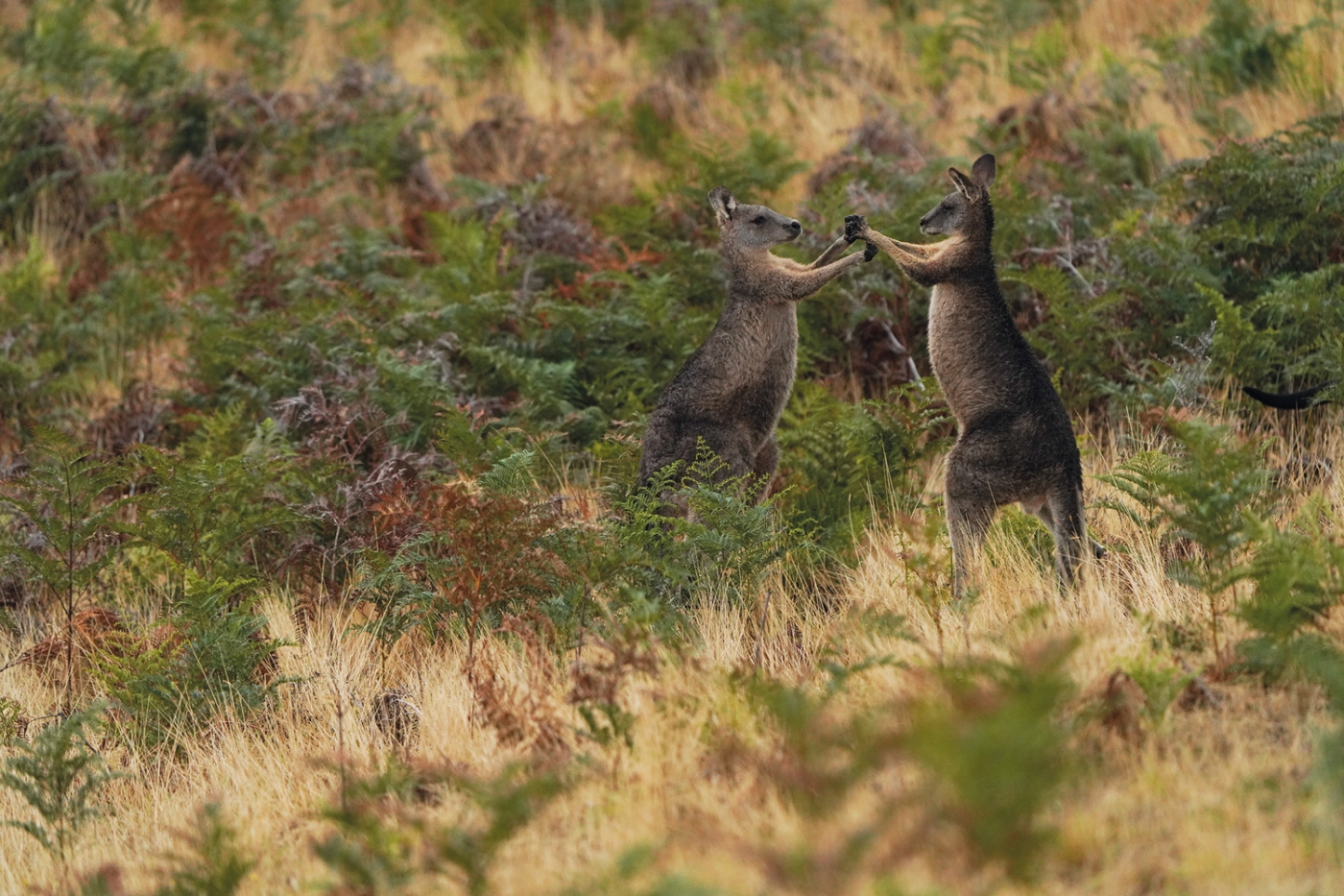 Wild Adventure Melbourne