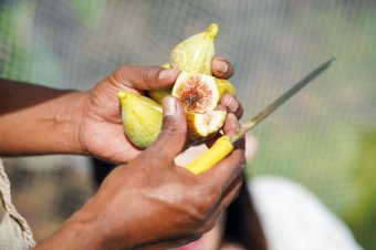 Rayner’s Orchard-Fig