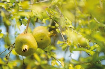 Rayner’s Orchard-Pomegranate