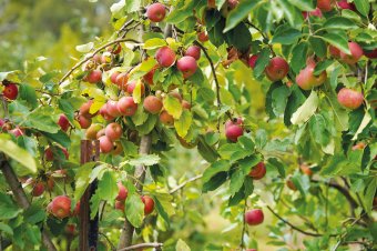 Rayner’s Orchard-Apple