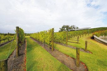 Pt. Leo Estate