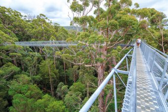 Valley of the Giants, Tree Top Walk