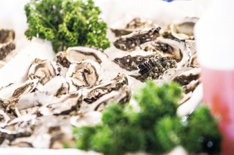 Oysters at the Taste Great Southern event in Albany