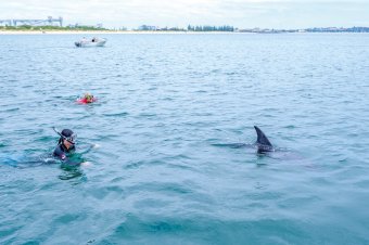 Swimming with wild dolphins, Dolphin Discovery Centre
