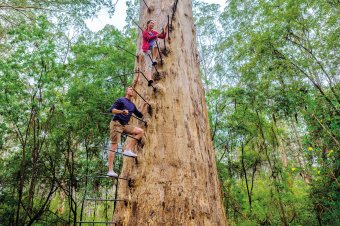 Couple climbing the Gloucester Tree, near Pemberton
