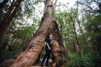 Ancient Empire walk trail, Walpole-Nornalup National Park