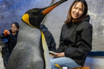 Bird Paradise Backstage Pass - Penguin Encounters