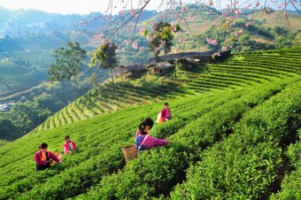 Chiang Rai-Doi Mae Salong