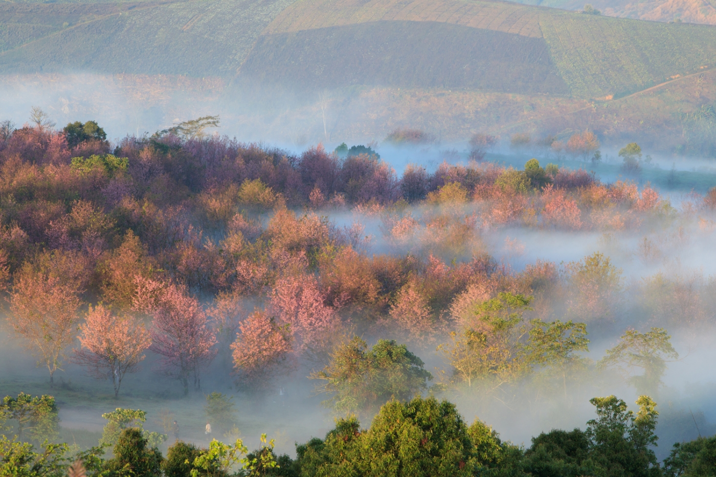 Phetchabun - Phu Hin Rong Kla National Park-Phulomlo