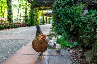 母鸡带小鸡 Mother hen with her chicks 
