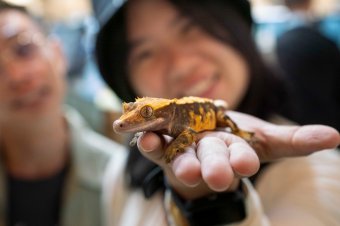 自然圈农场爬虫亲密接触 Reptiles at Nature-Ring Farm