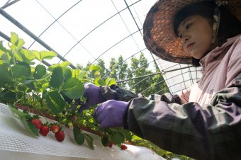 台一的草莓园 The strawberry garden at Tai-Yi