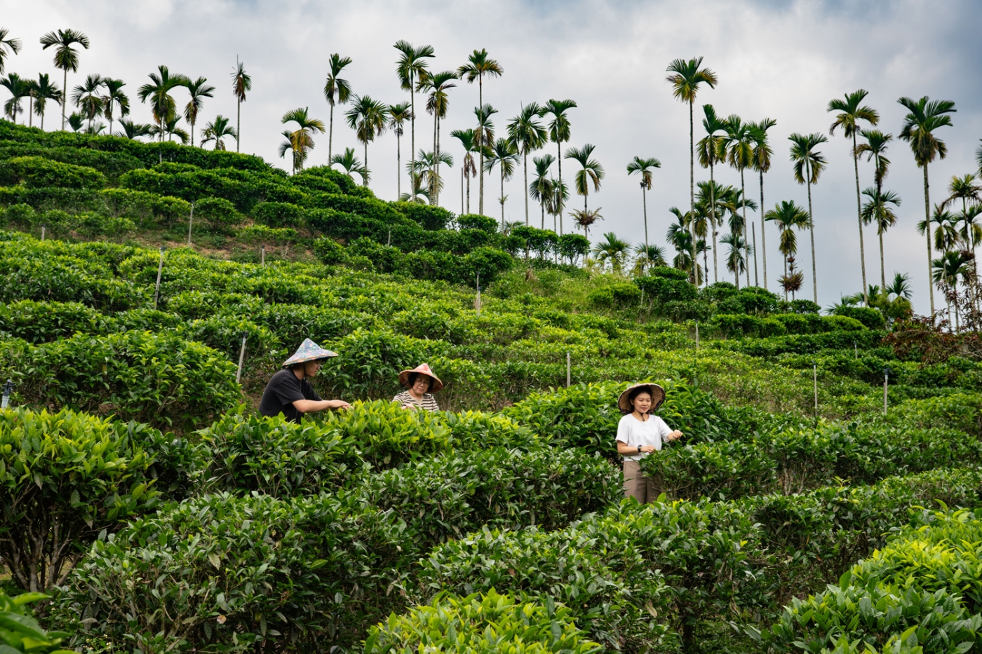 和果森林红茶庄园 HUGOSUM Black Tea Estate

