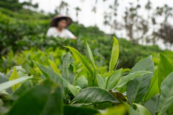 和果森林采取友善种植 HUGOSUM adopts eco-friendly farming
