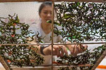 亲身体验制茶的全过程 Eexperience the entire process of tea making
