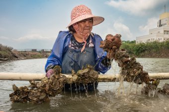 鱼塭养殖的蚵Oysters raised in the fishponds