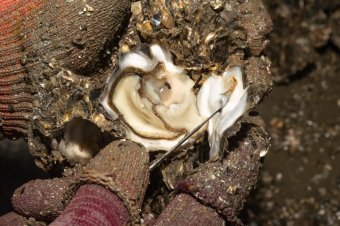 鲜美的蚵，让人垂涎 Fresh, succulent oysters