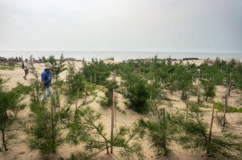 砂围篱会和防风林 Sand-fixing fences and plant windbreaks