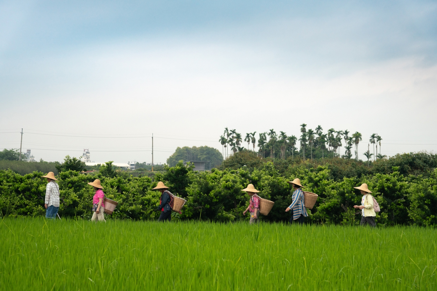 279顺福天然农场，享受农耕乐 Enjoying the joy of farming at 279 Shun-Fu Natural Farm
