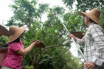 采果子 Fruit picking