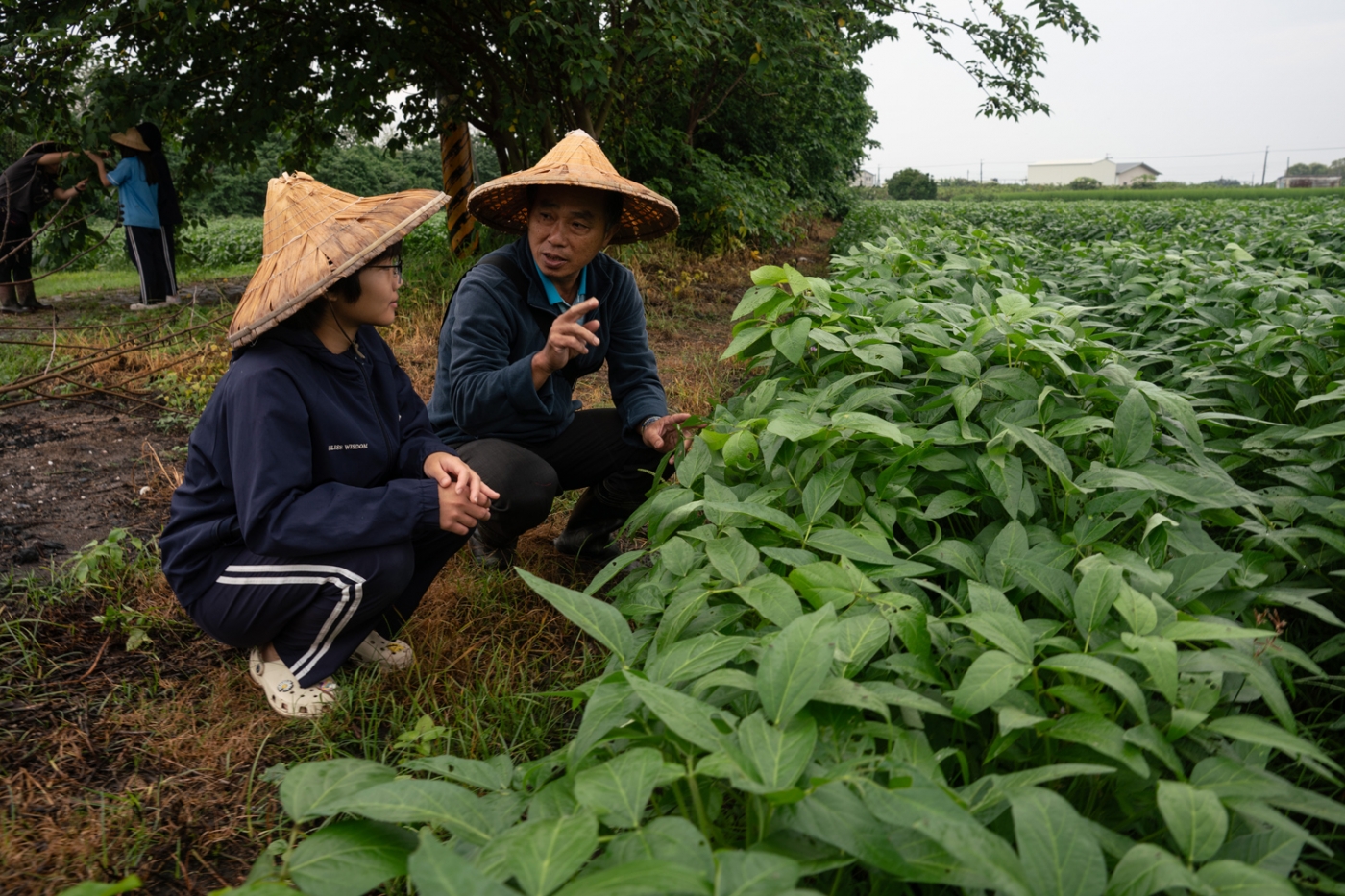 田野勤学指导后辈永续经营的农耕法 Taiwan Soy Bean Farm guiding the younger generation in sustainable farming methods
