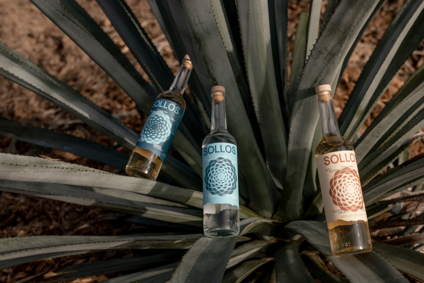 SOLLOS Agave