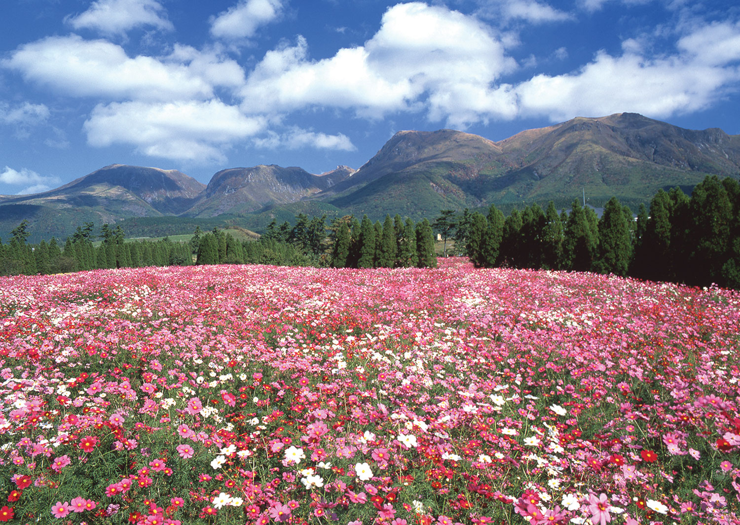 Discover New Places in Japan 